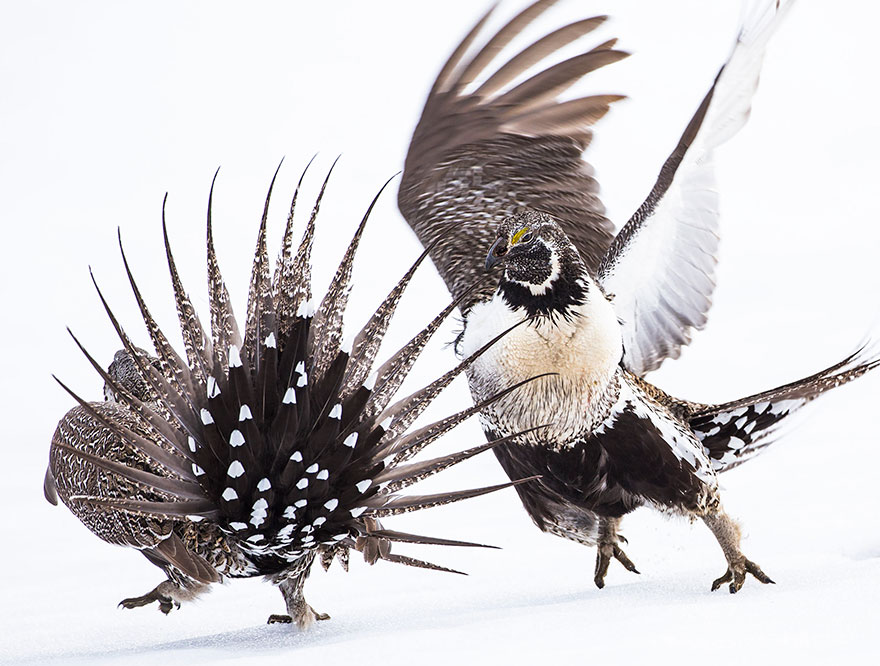 audubon photography awards 2019 winners 4 - Os vencedores dos prêmios Audubon Bird Photography 2019 foram anunciados