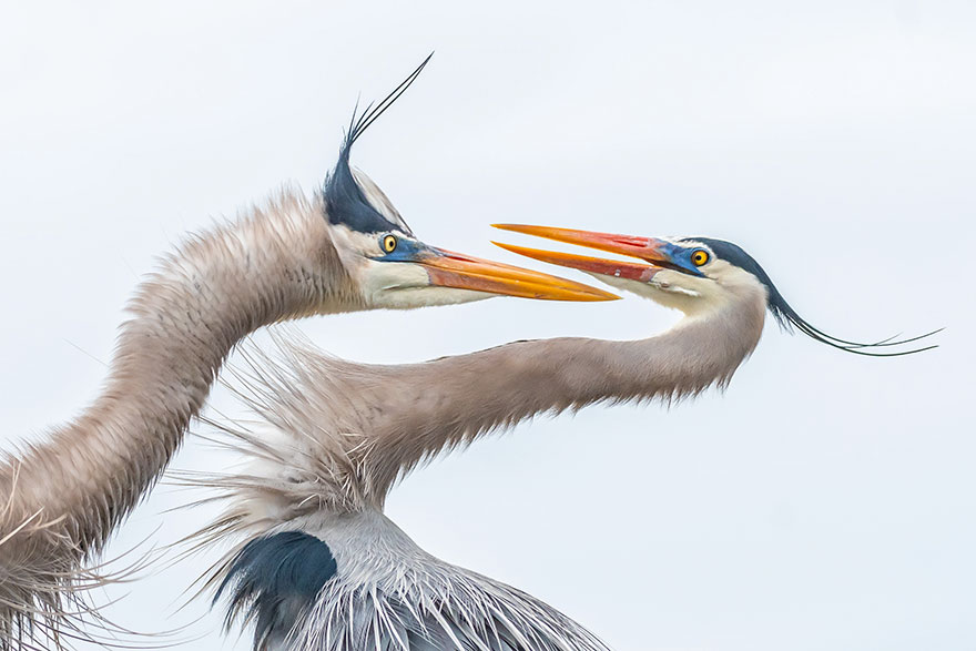 audubon photography awards 2019 winners 9 - Os vencedores dos prêmios Audubon Bird Photography 2019 foram anunciados