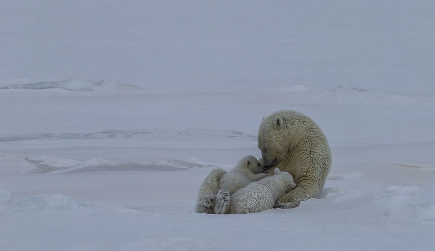 5d56596a1fdd6 Polar Bear Love Norway uglefisk Paal UglefiskAGORA images 5d5181cdb6e5b  880 - 40 fotos apaixonantes e interessantes sobre o Amor