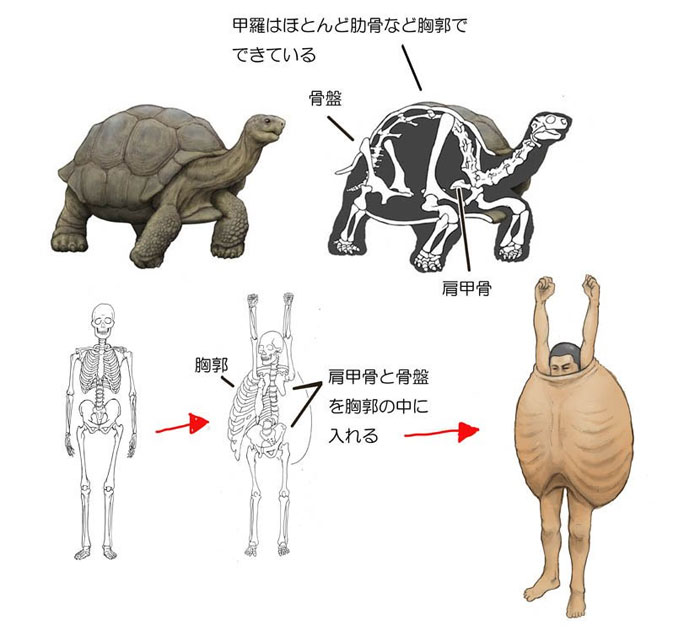 5d80c42287a3c-humans-animals-anatomy-satoshi-kawasaki-5d7f2f2b649fa__700.jpg