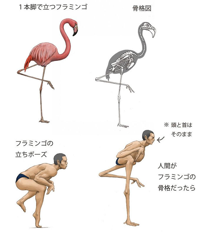Illustrator Shows How Humans Would Look If We Had Various Animals' Bone