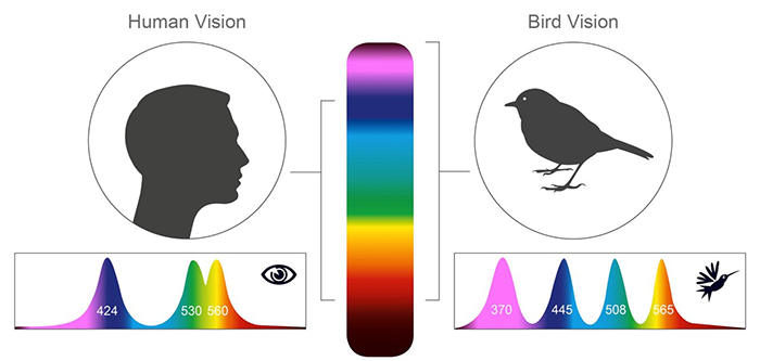 Scientists Show How Differently Birds See The World Compared To Humans |  DeMilked