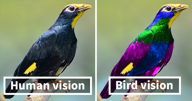 Scientists Show How Differently Birds See The World Compared To Humans |  DeMilked