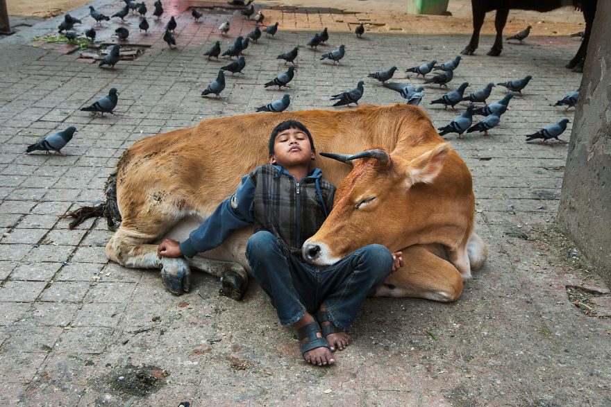 5dce5d21b3873 x 5dc9da2b57c5a 880 - 40 fotografias de Steve McCurry que exploram a relação entre humanos e animais