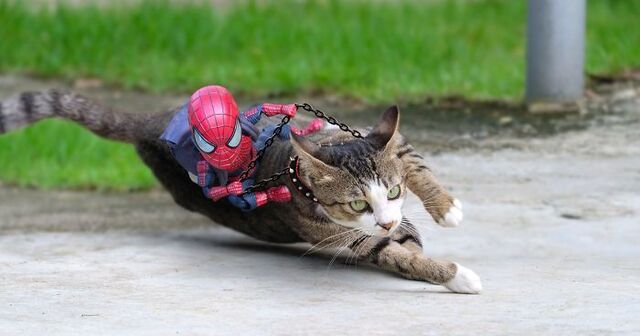 This Thai Artist Makes Cats Pose With Baby Spider Man To Create