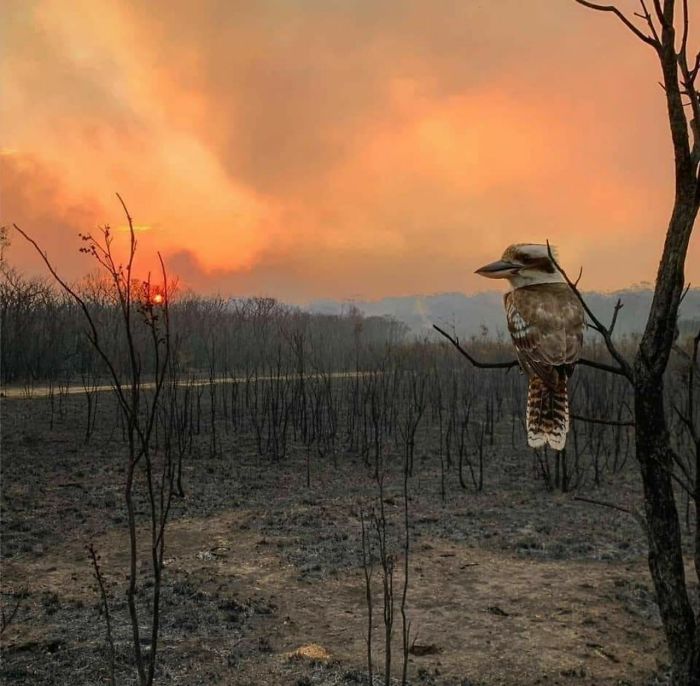 5e144303ba7c2 5e12f04a11f7b lkf4gdj4kk741  700 - Internet compatilha 50 fotos que revelam as queimadas na Austrália
